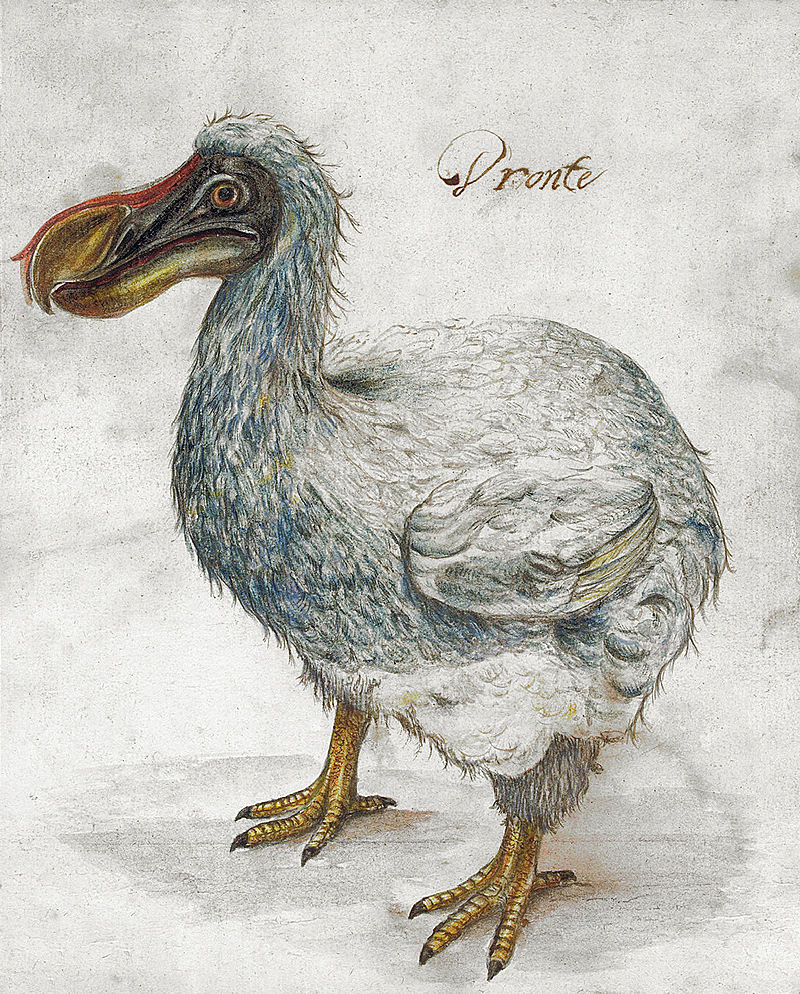 800px-Dronte_17th_Century_color_corrected